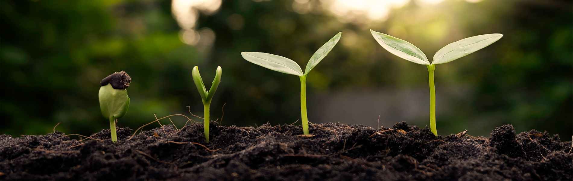 Plants growing from seed