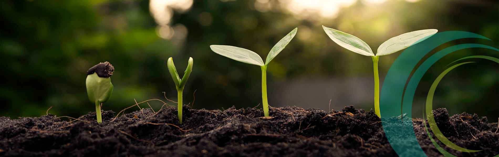 Plants growing from seed